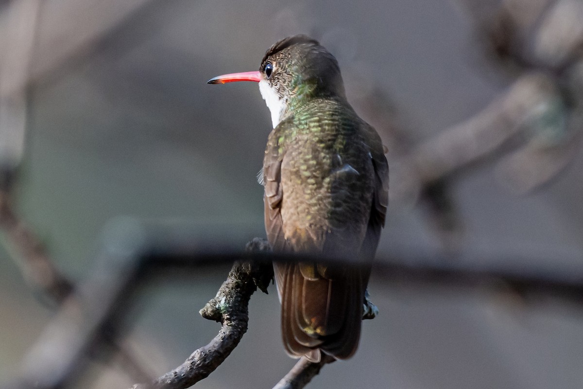 Green-fronted Hummingbird - ML456927921