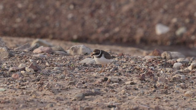 Common Ringed Plover - ML456930401