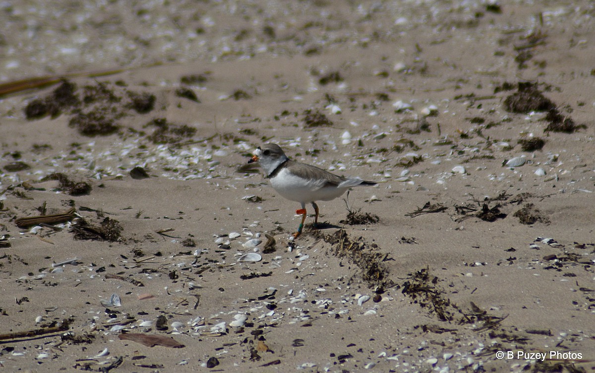 Piping Plover - ML456934621