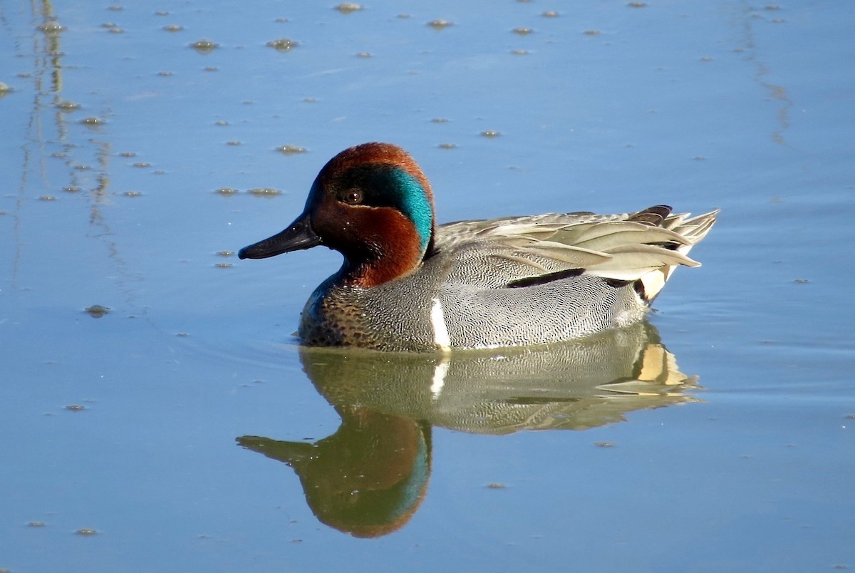 Green-winged Teal - Adam Dudley