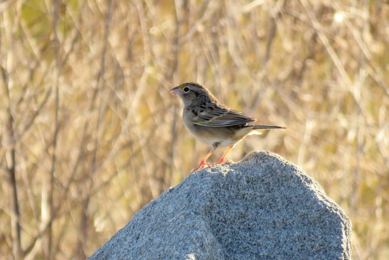 Grassland Sparrow - ML456939651