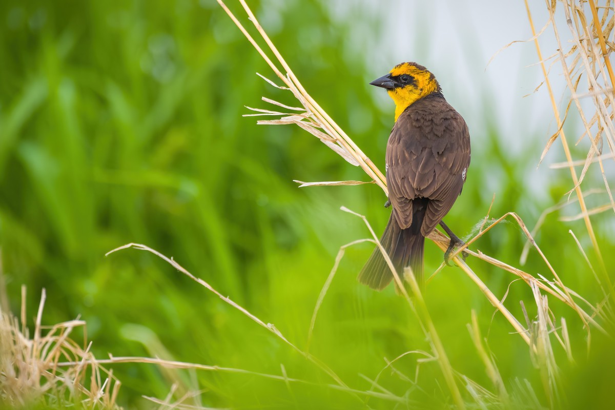 Yellow-headed Blackbird - Matt Zuro