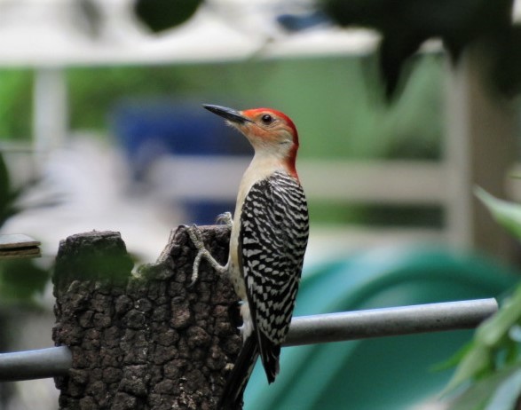 Red-bellied Woodpecker - ML456943251