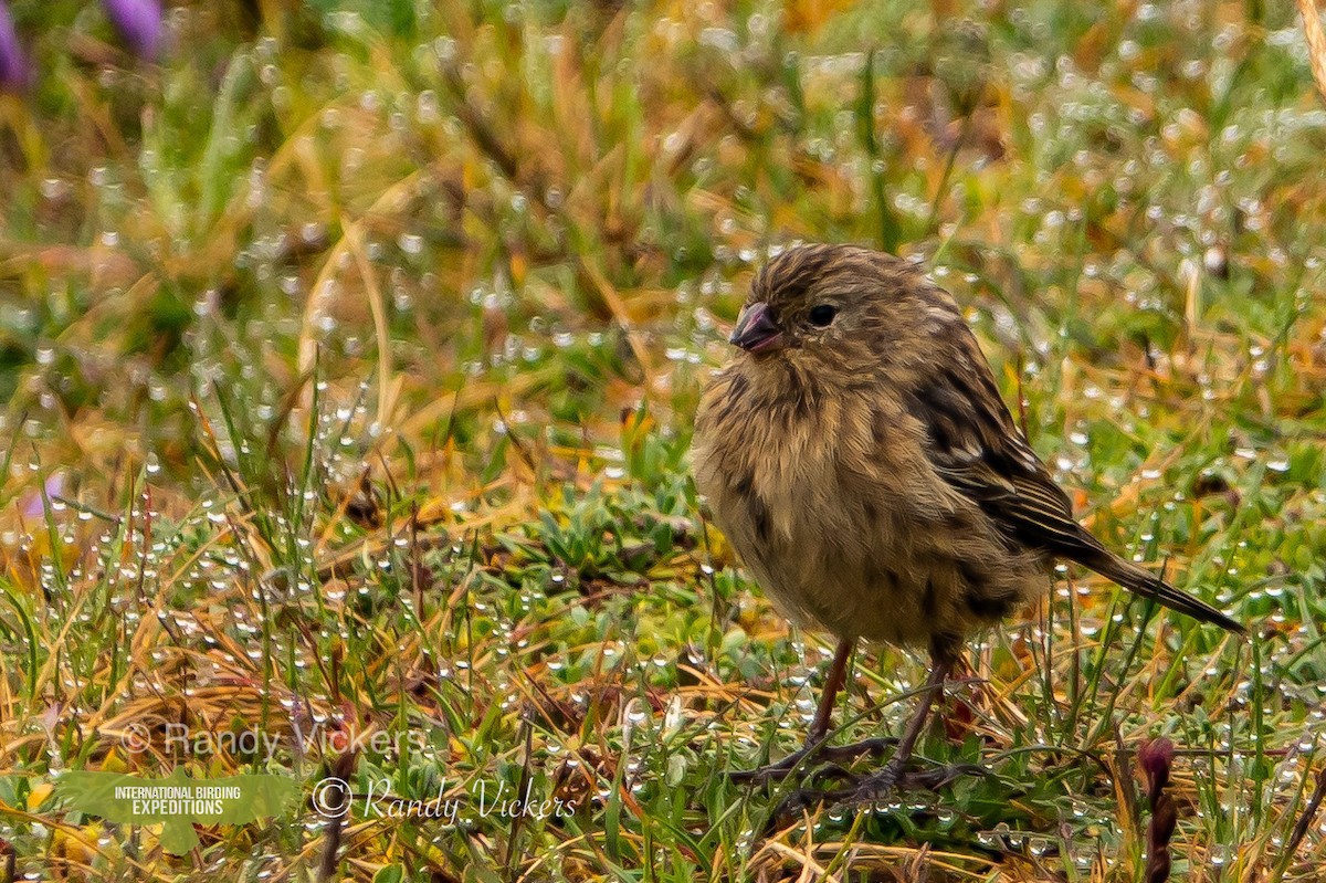Plain-colored Seedeater - ML456944861