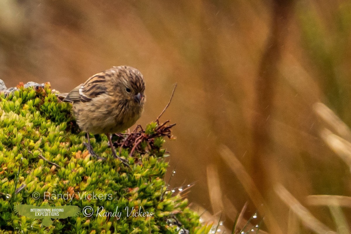 Plain-colored Seedeater - ML456944871