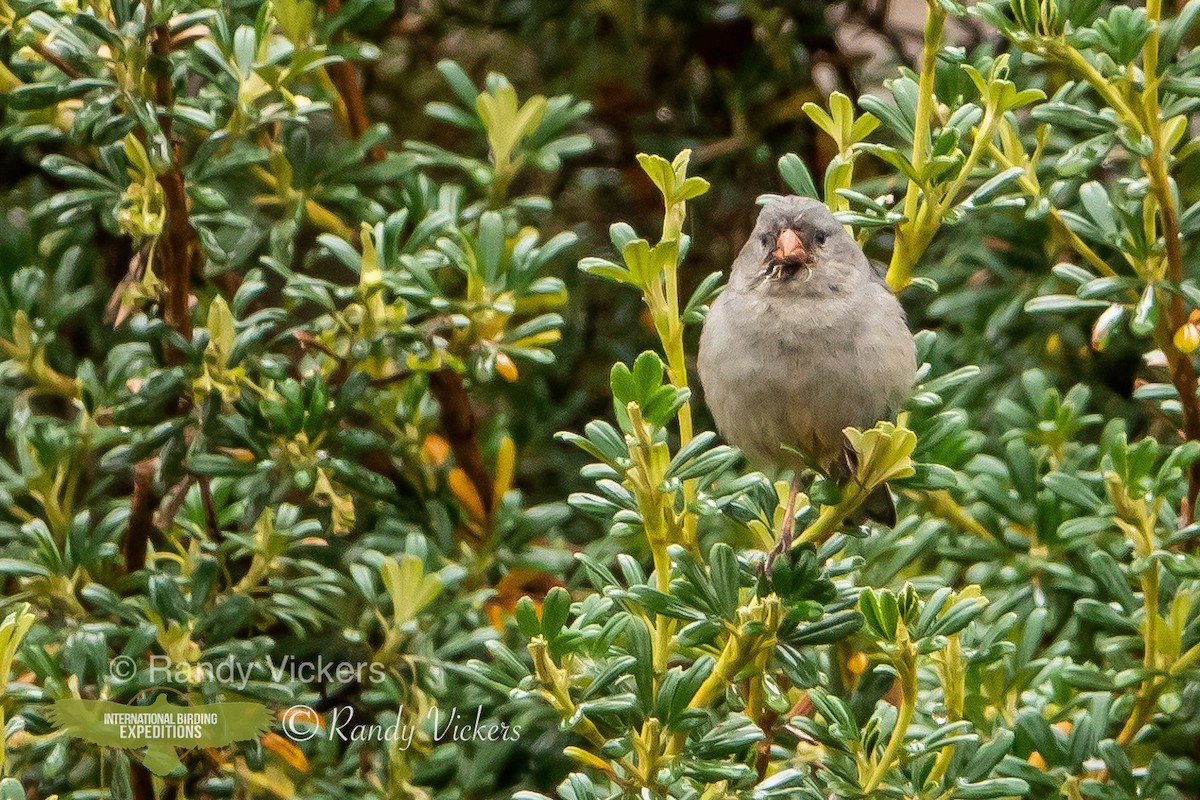 Plain-colored Seedeater - ML456944881