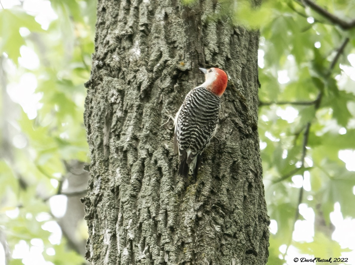 Red-bellied Woodpecker - ML456949921