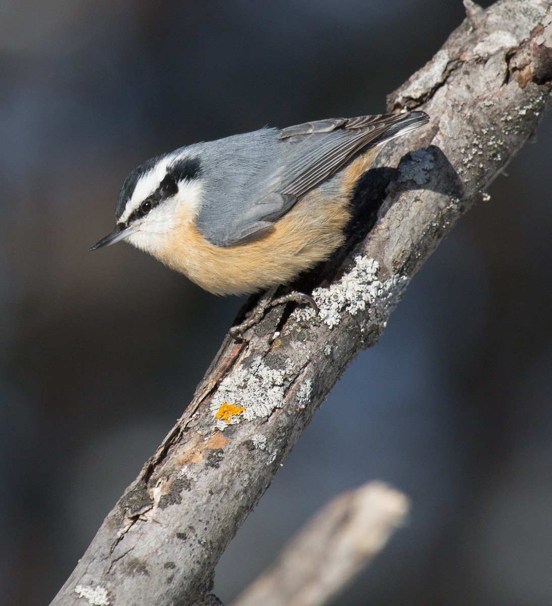 Red-breasted Nuthatch - Bonnie Graham