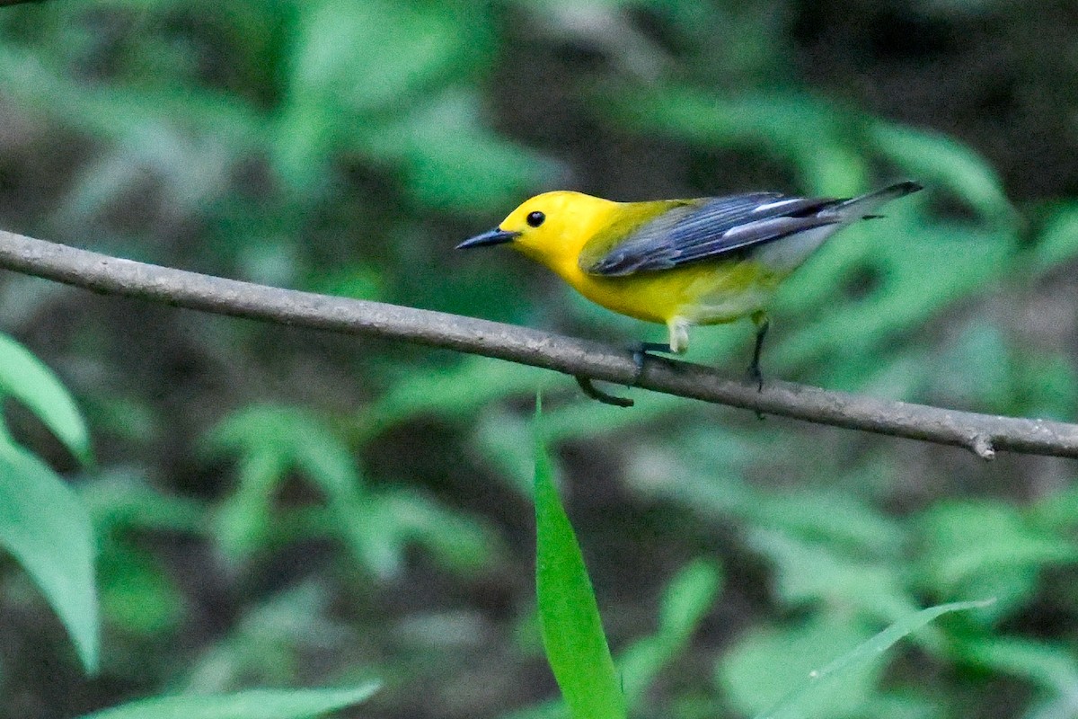 Prothonotary Warbler - ML456962341