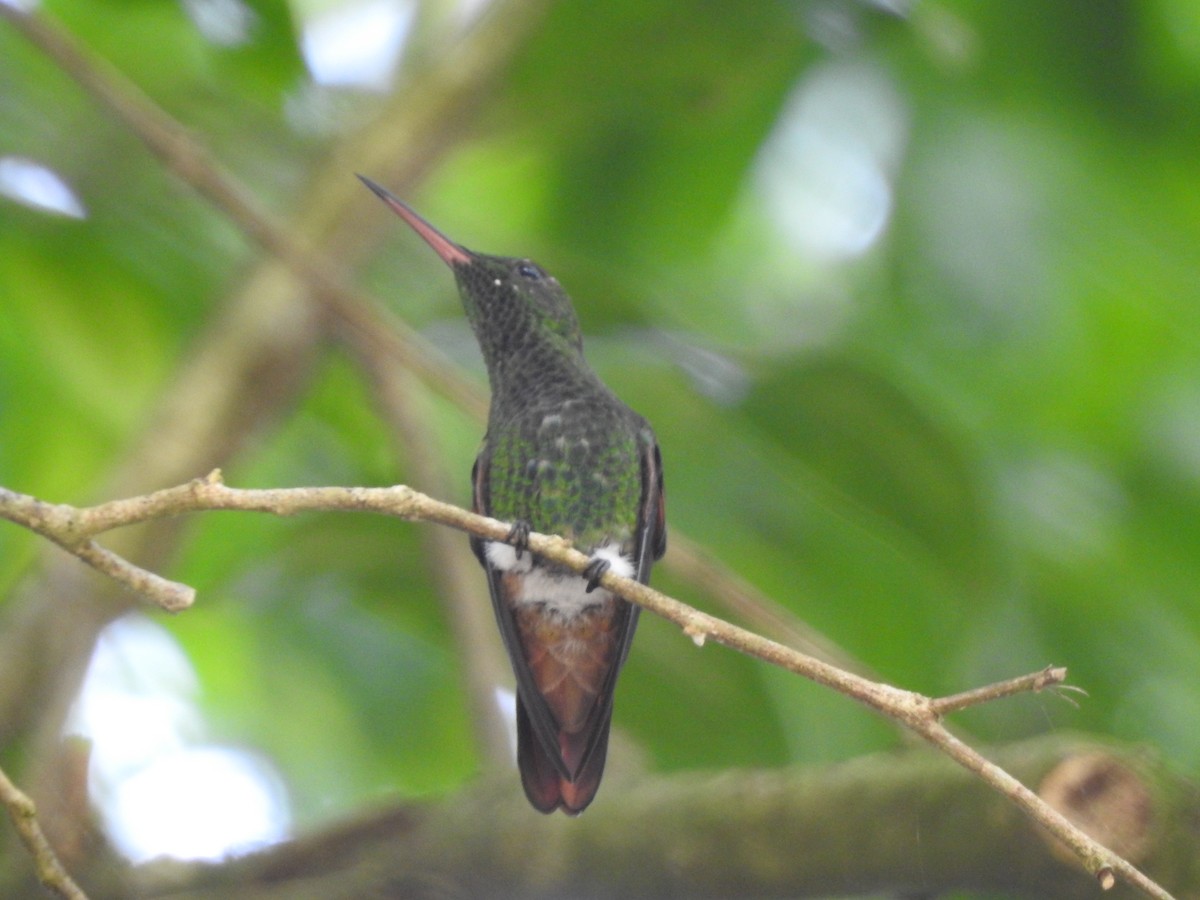 Berylline Hummingbird - Isis Castro-Alberto  (Choose Honduras)