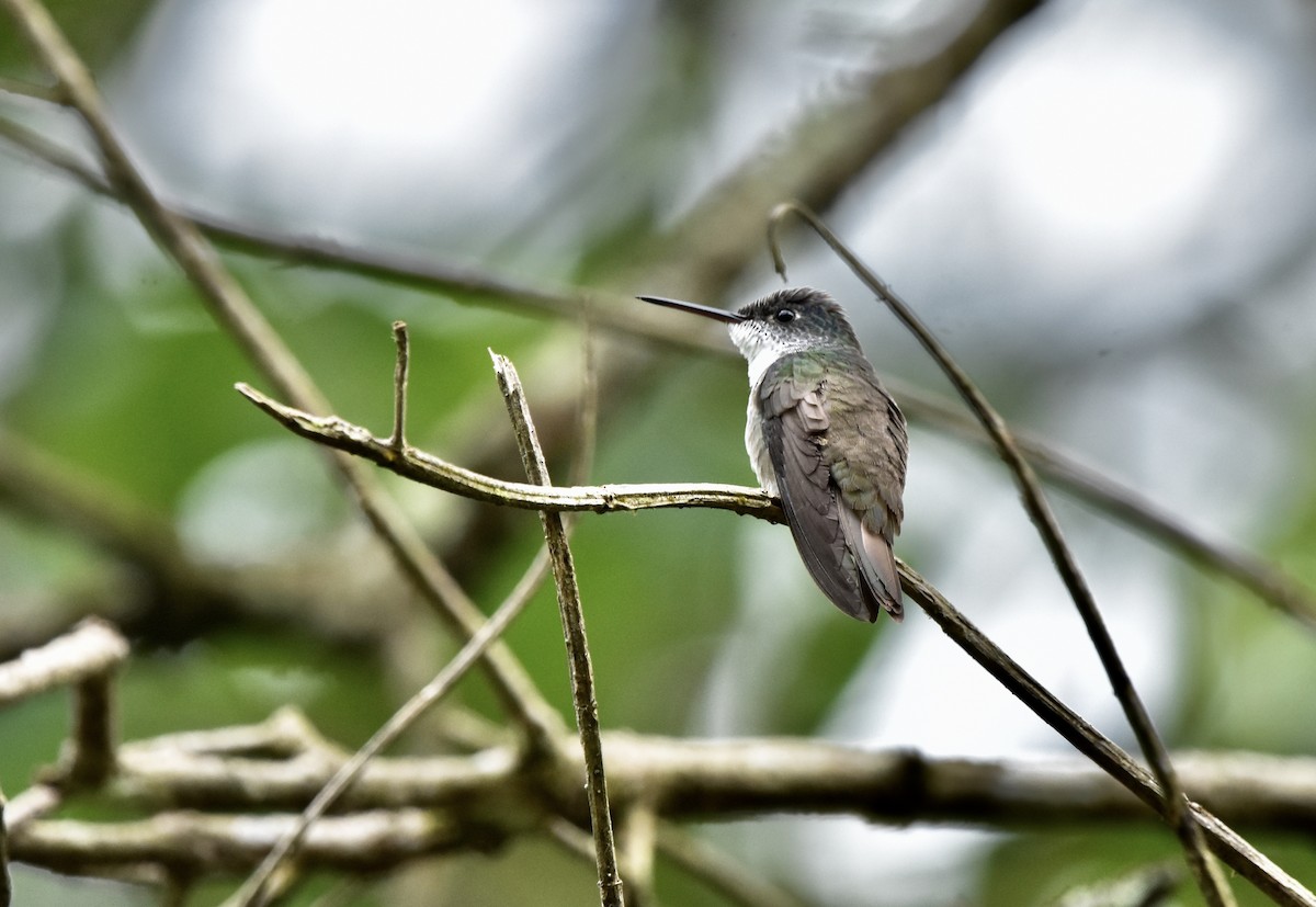 Azure-crowned Hummingbird - ML456970121