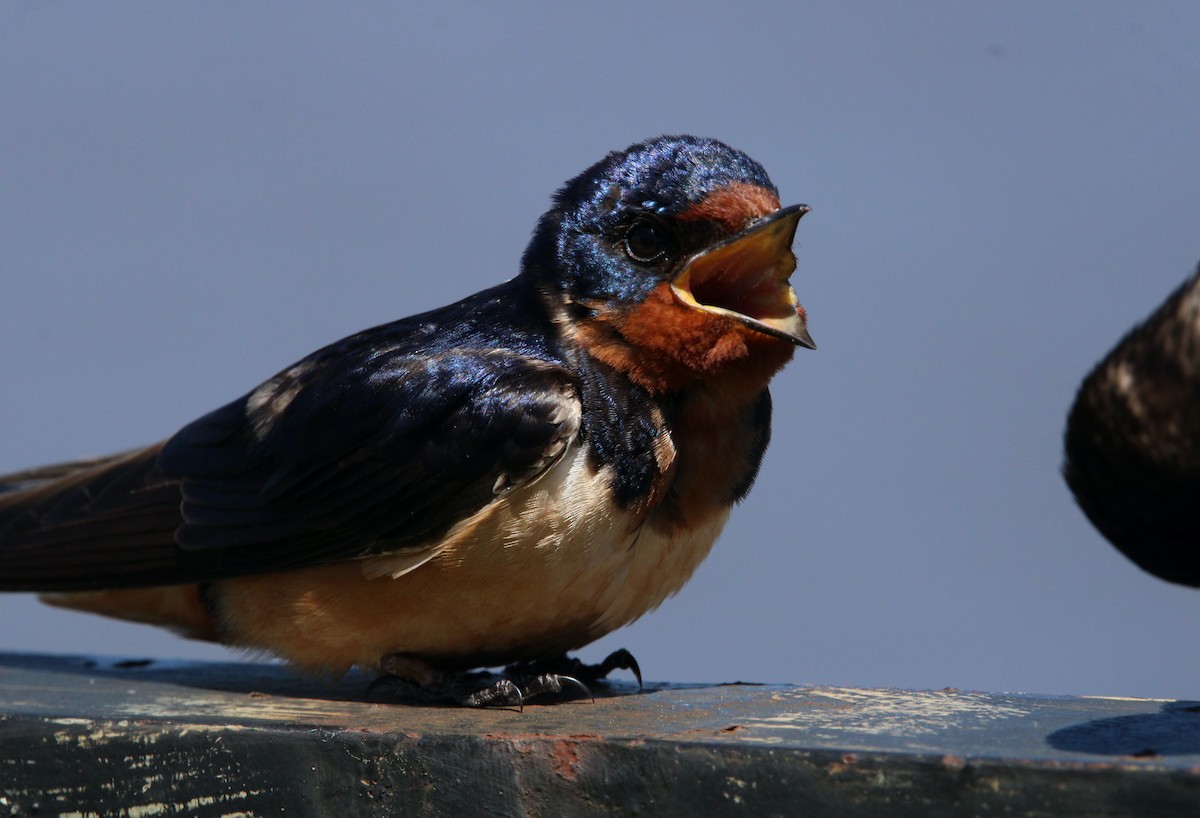 Barn Swallow (American) - ML456971601