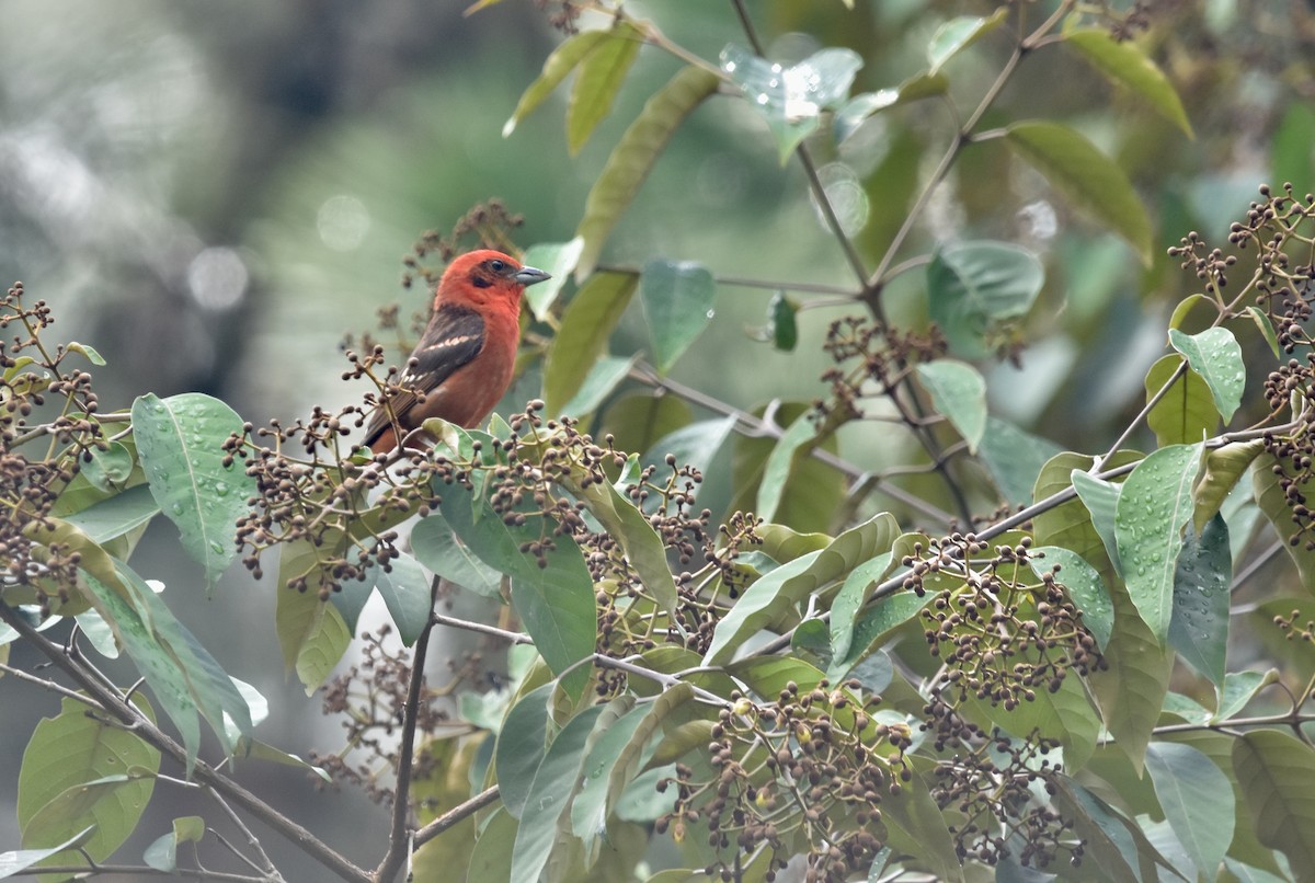 Flame-colored Tanager - ML456971621