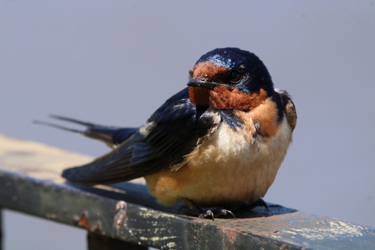 Barn Swallow (American) - ML456971701