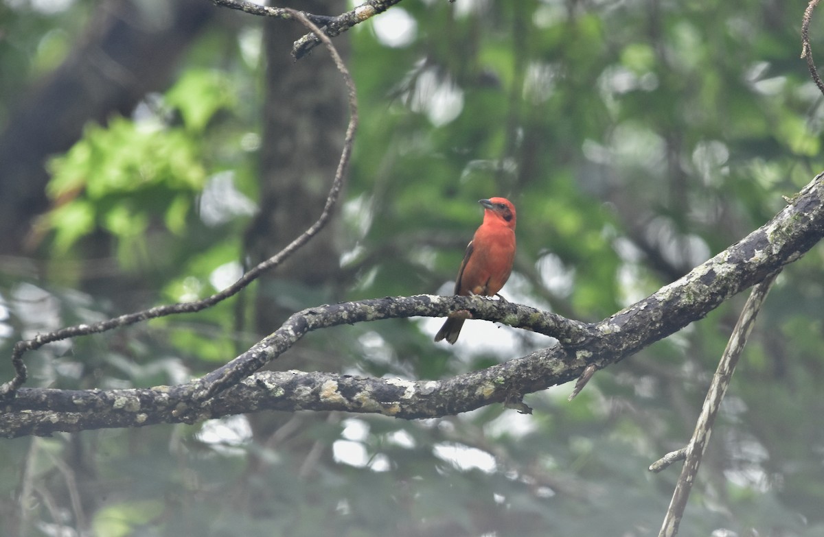 Flame-colored Tanager - ML456971751