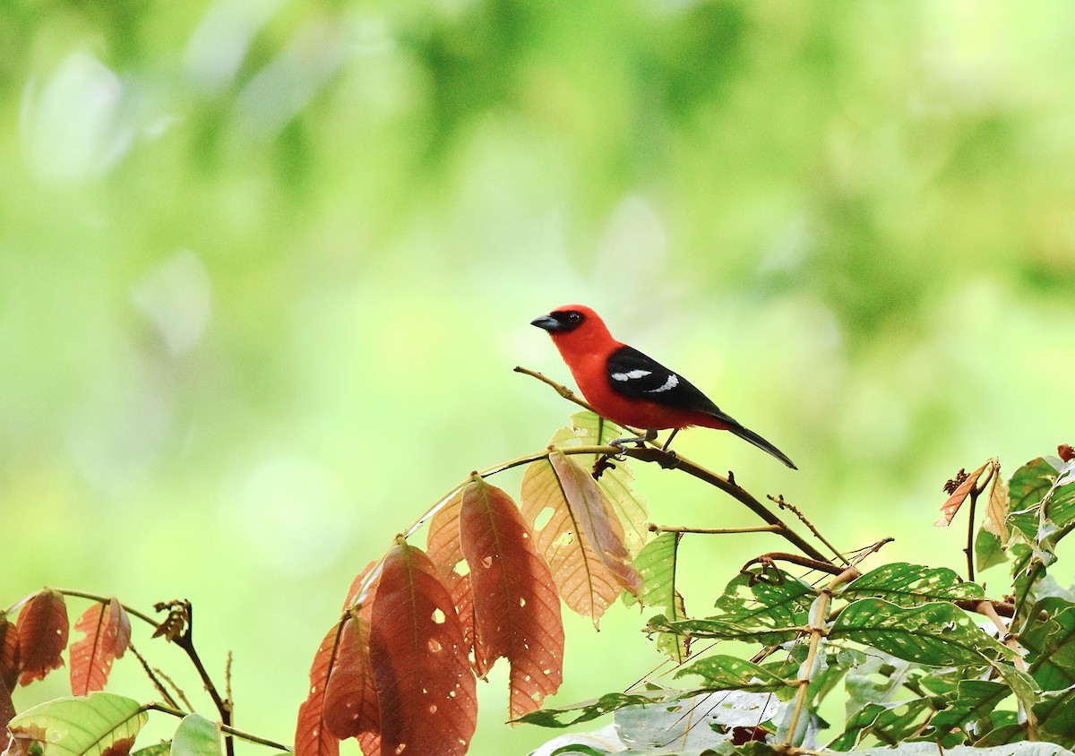 White-winged Tanager - ML456971901