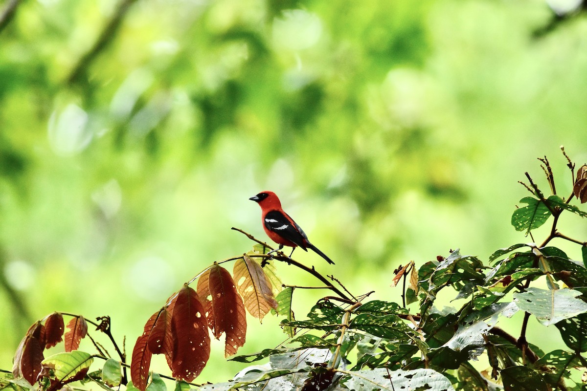 White-winged Tanager - ML456972091