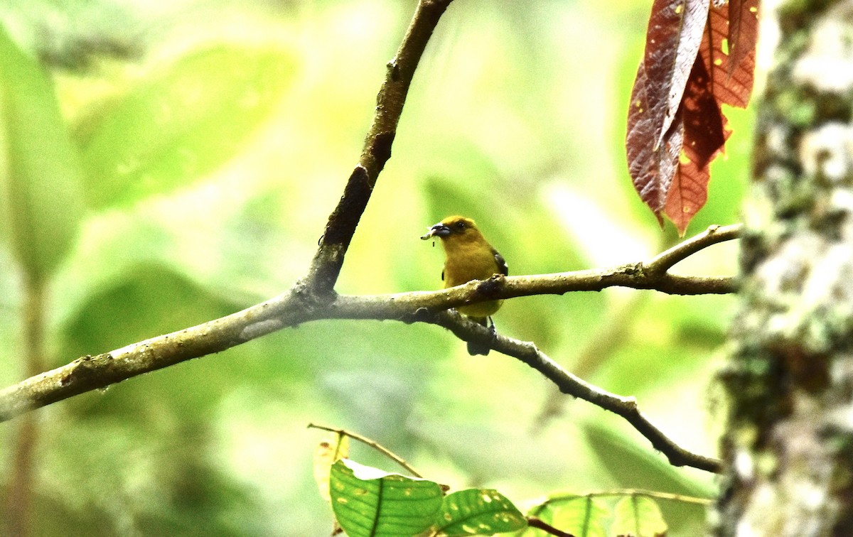 White-winged Tanager - ML456972361