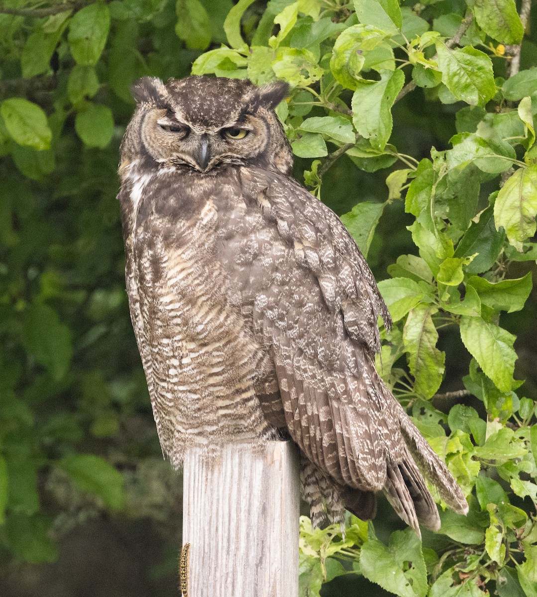 Great Horned Owl - ML456973701