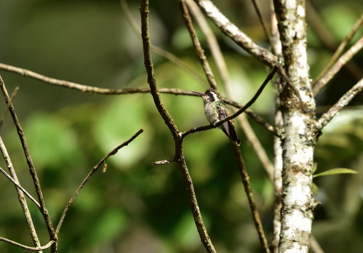 White-eared Hummingbird - ML456974481