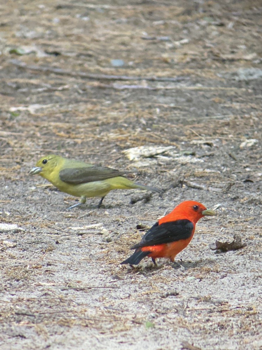 Scarlet Tanager - ML456976691