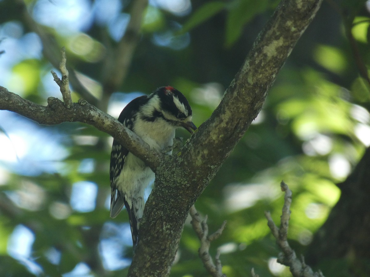 Downy Woodpecker - Michelle Browning