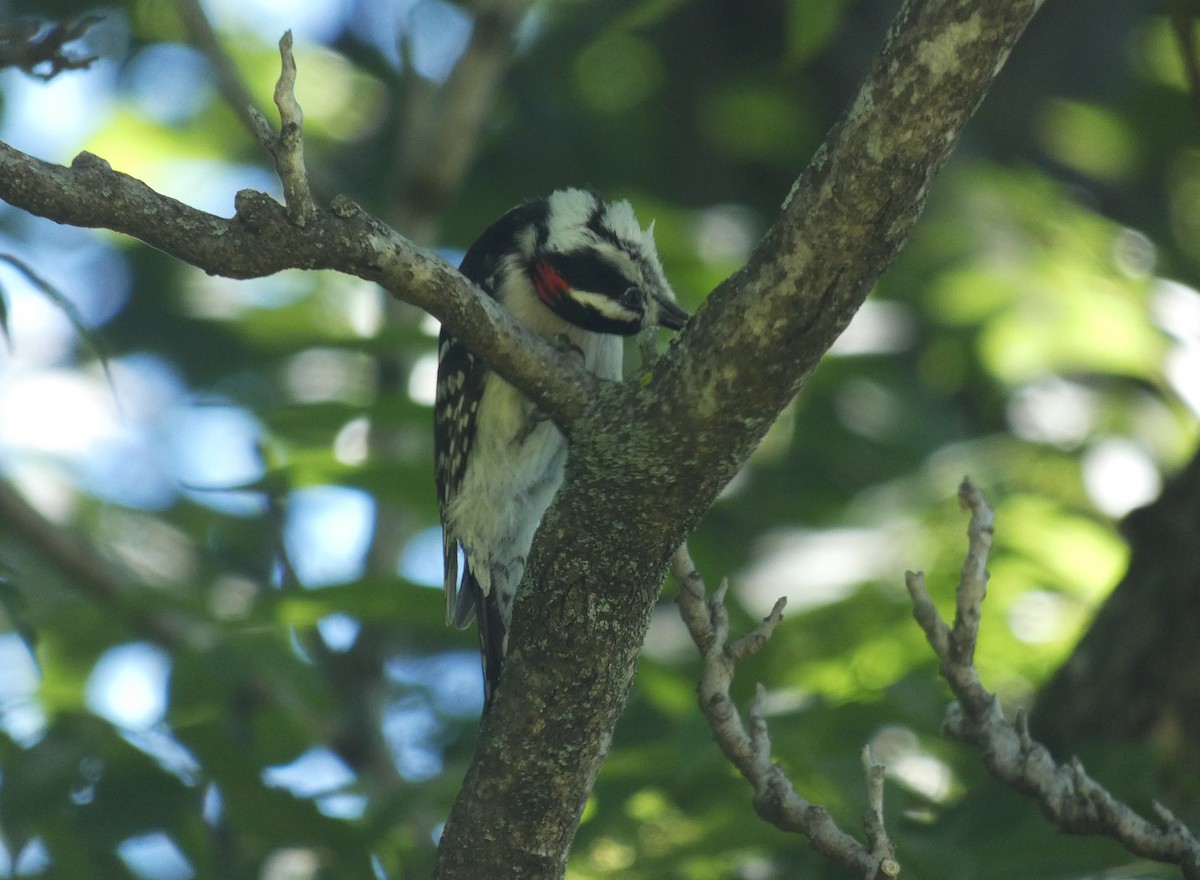 Downy Woodpecker - ML456978841