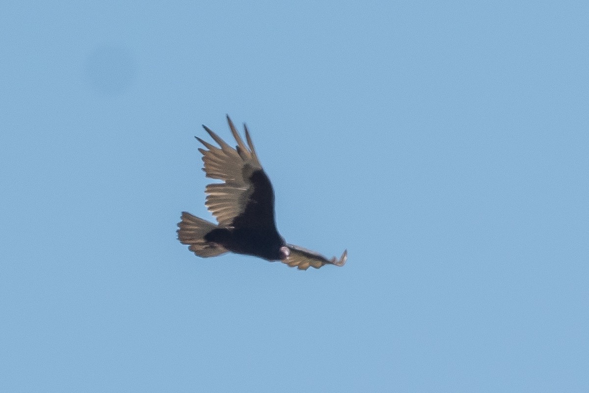 Turkey Vulture - ML456980541