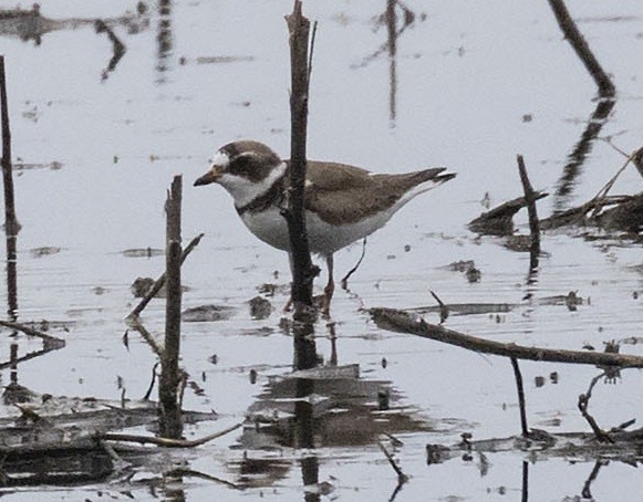 Semipalmated Plover - ML456981391