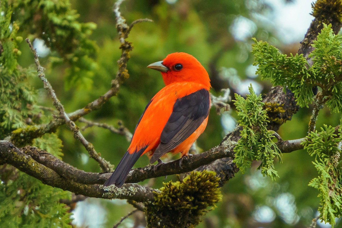 Scarlet Tanager - ML456984061