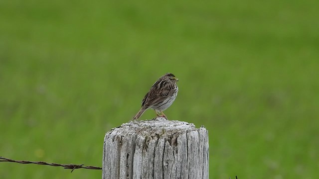Savannah Sparrow - ML456993321