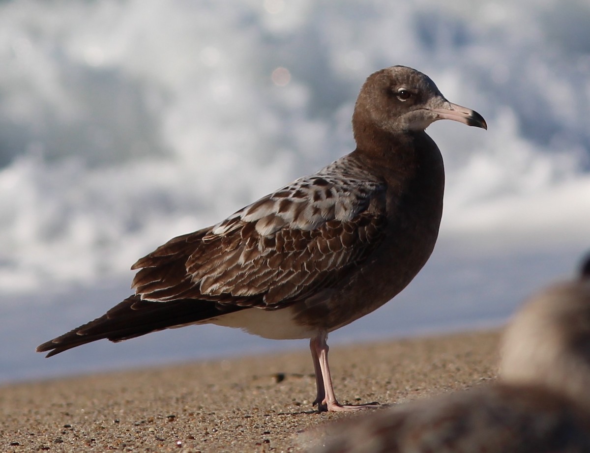 Black-tailed Gull - ML45699571