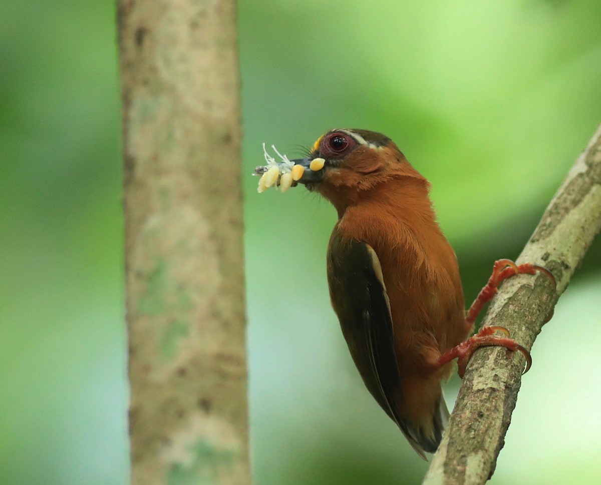White-browed Piculet - ML456996061