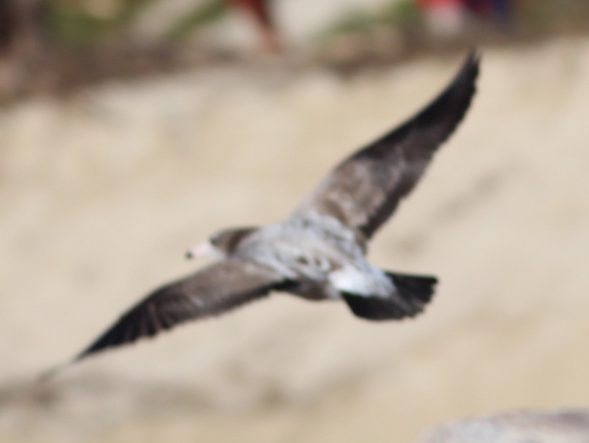 Black-tailed Gull - ML45699871