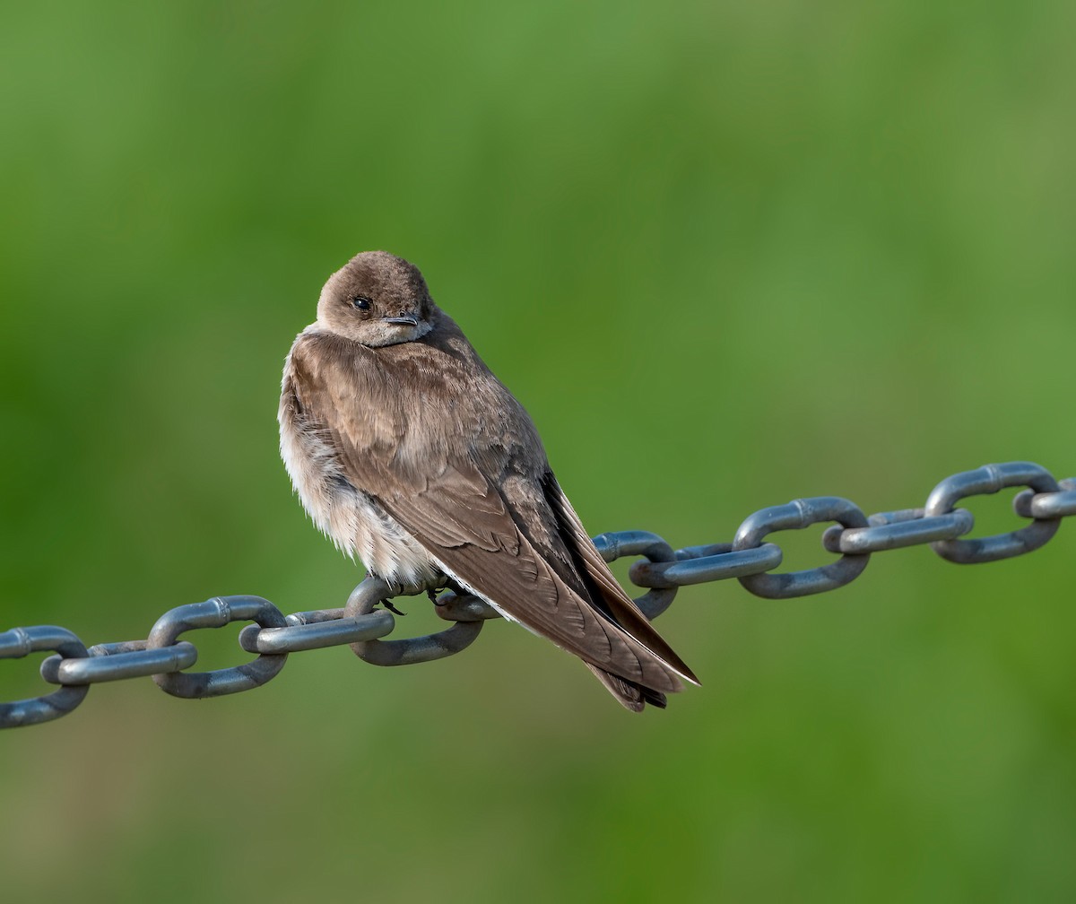 Northern Rough-winged Swallow - Ken Pitts