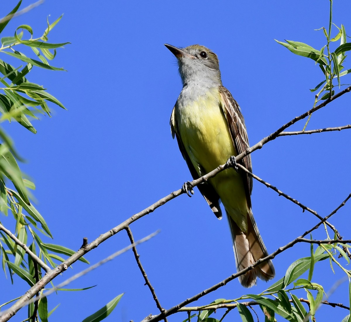 Great Crested Flycatcher - ML457000471
