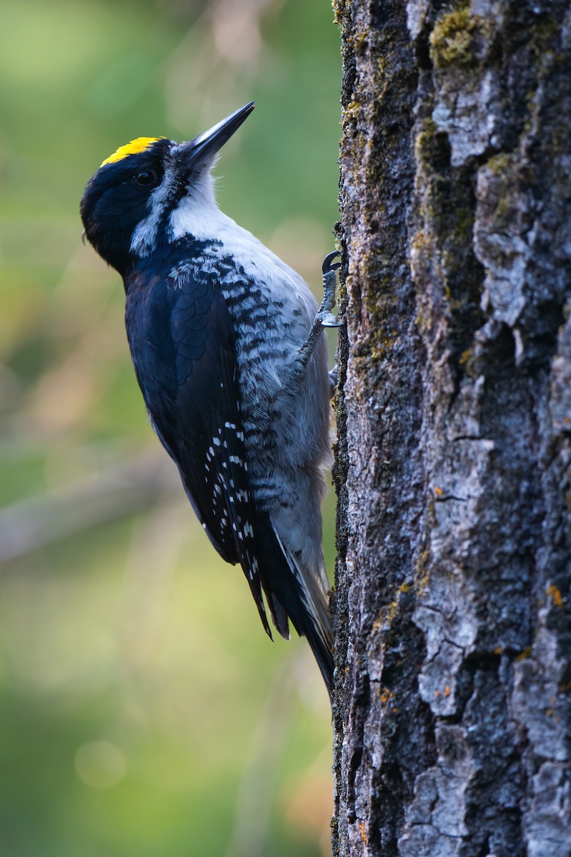 Black-backed Woodpecker - ML457003701