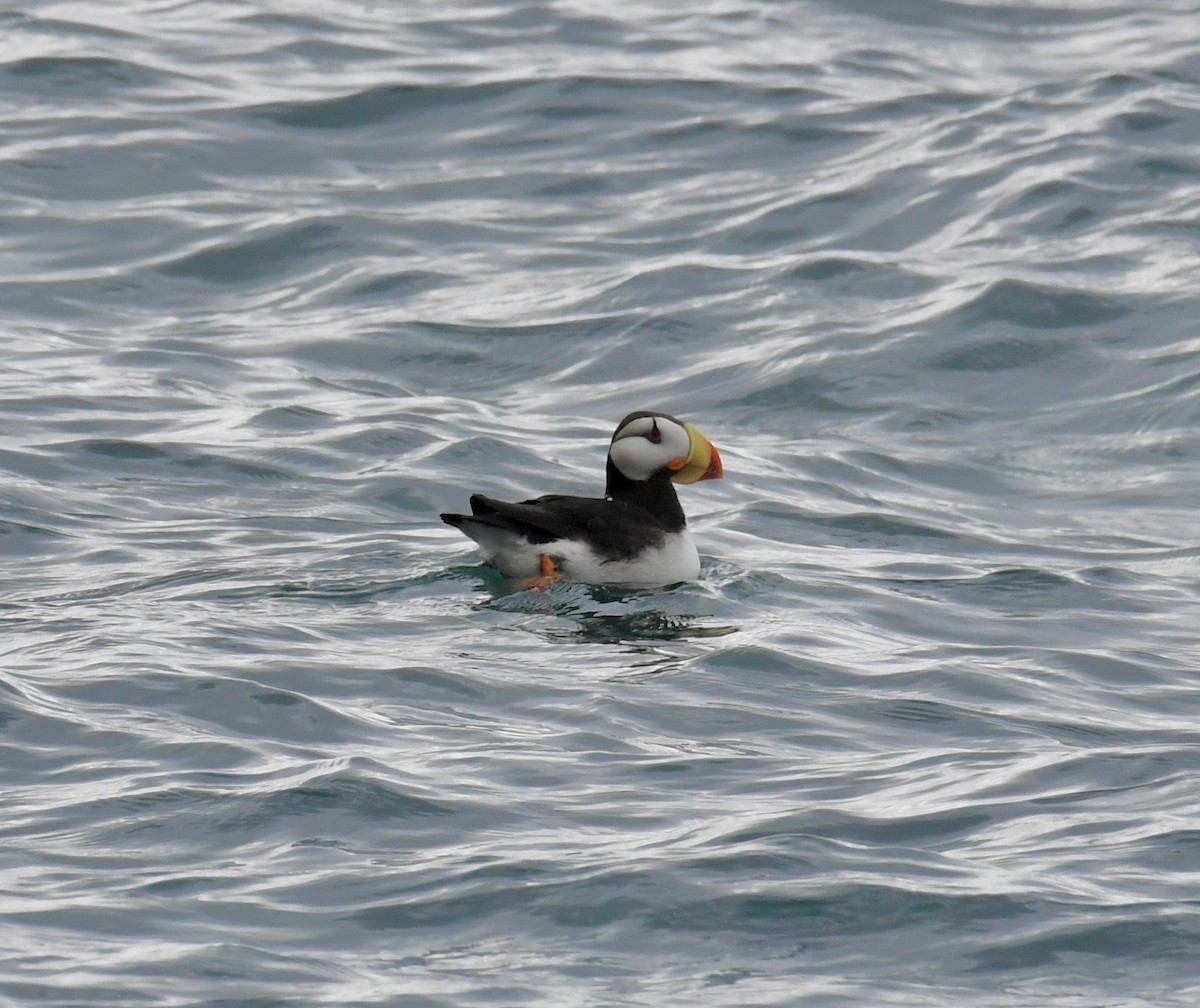 Horned Puffin - ML457004761