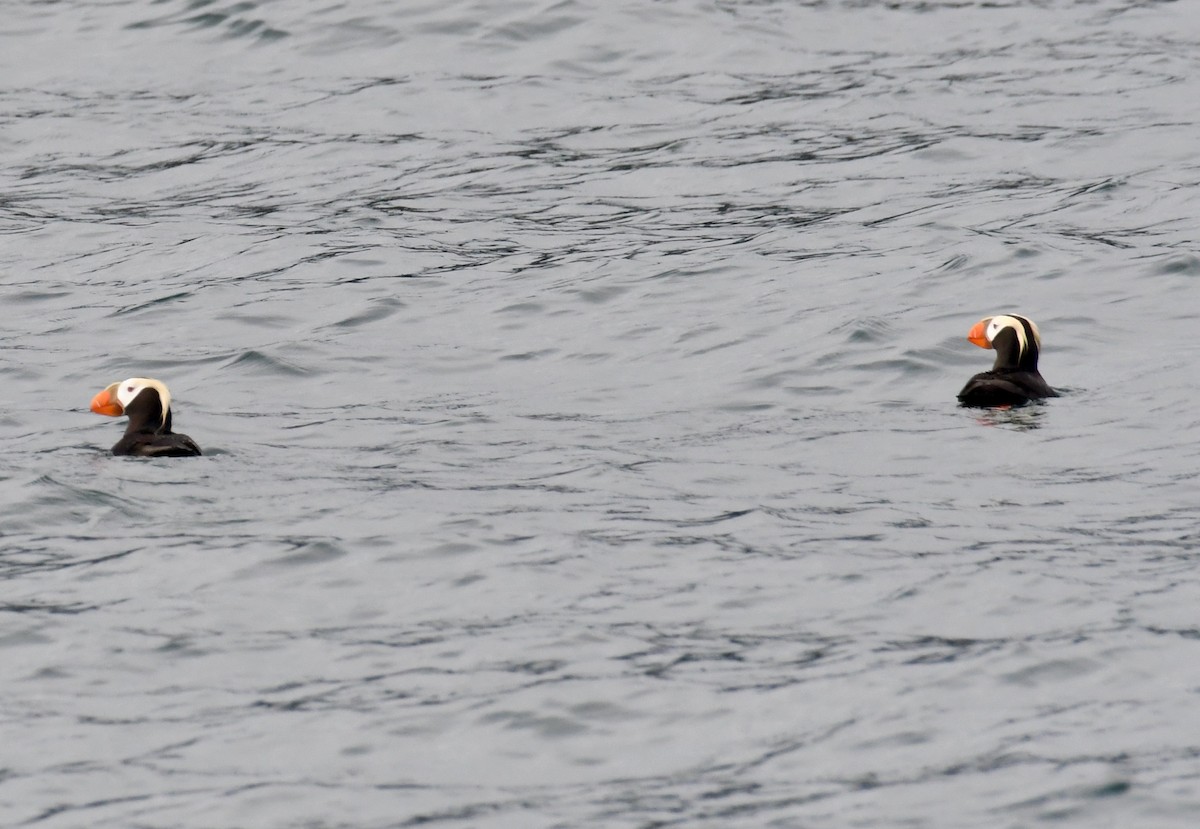 Tufted Puffin - ML457005411