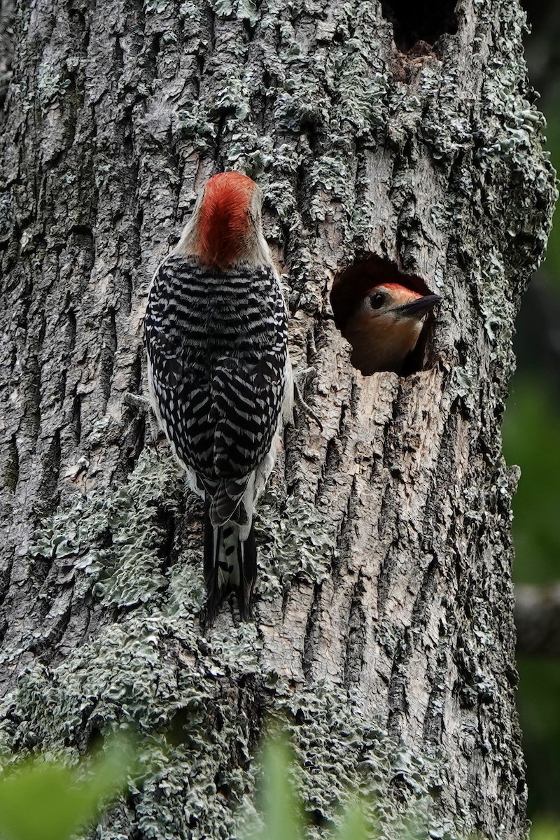 Red-bellied Woodpecker - ML457005431