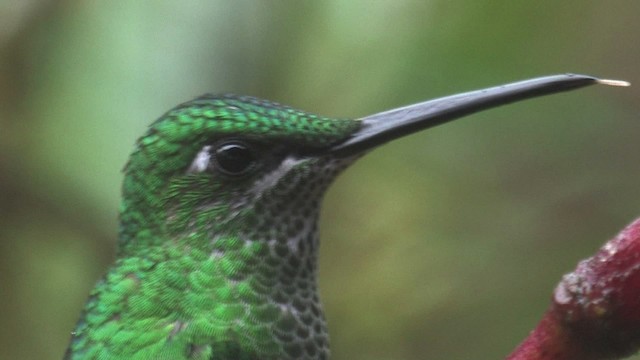 Green-crowned Brilliant - ML457007