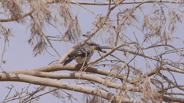 Great Spotted Cuckoo - ML457007951