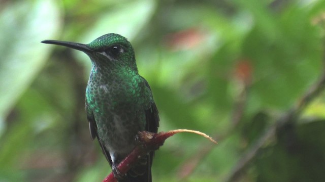 Green-crowned Brilliant - ML457008