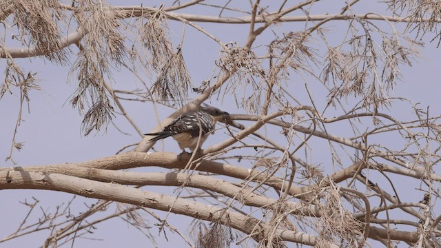 Great Spotted Cuckoo - ML457009141