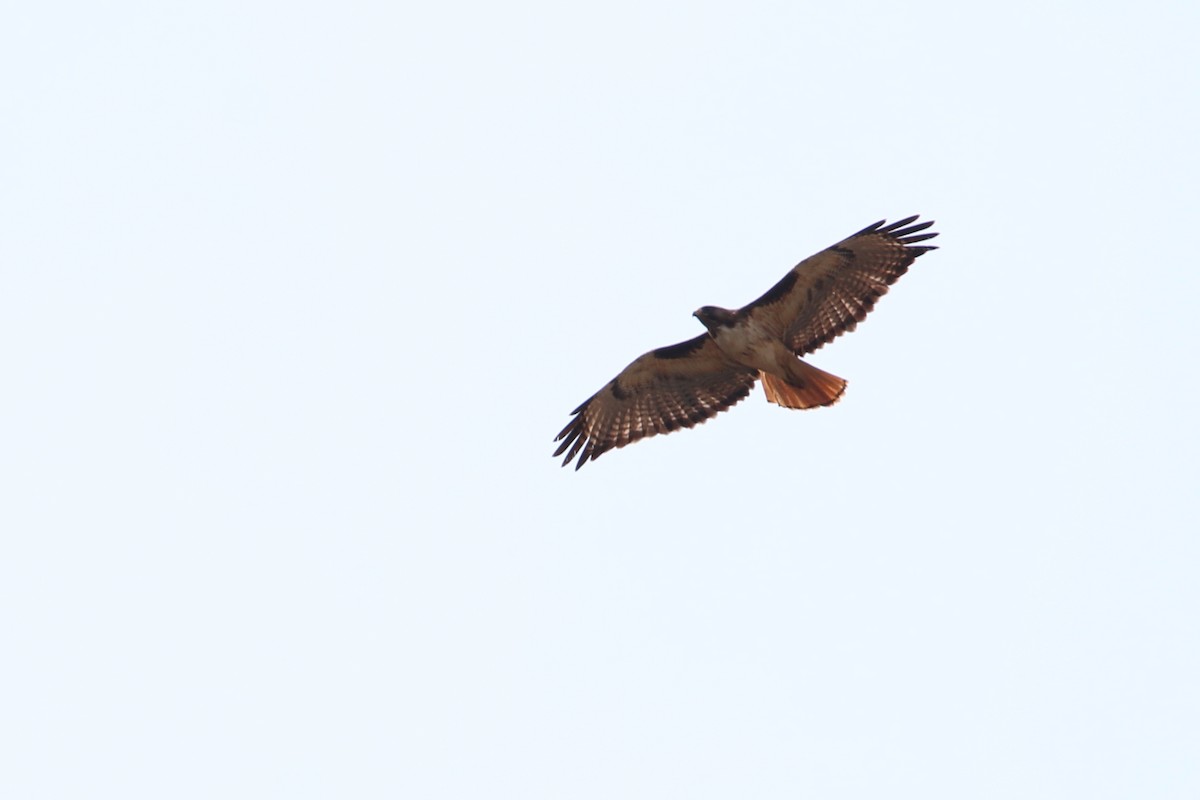 Red-tailed Hawk (kemsiesi/hadropus) - ML457011561