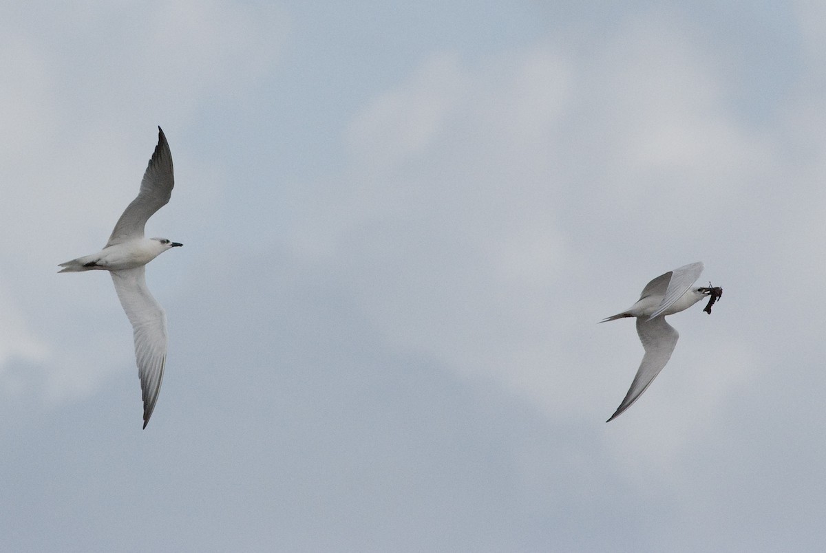 Gull-billed Tern - Robert Dobbs