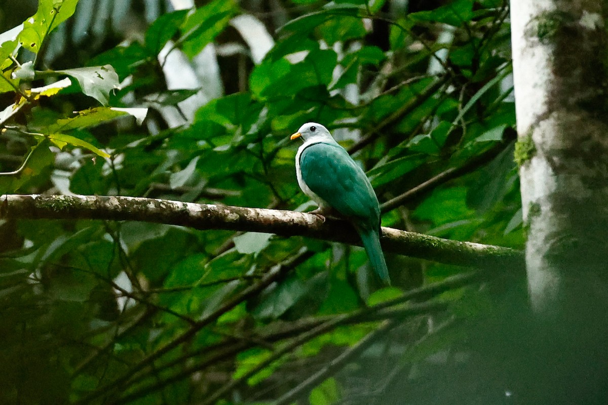 Maroon-chinned Fruit-Dove - ML457019691