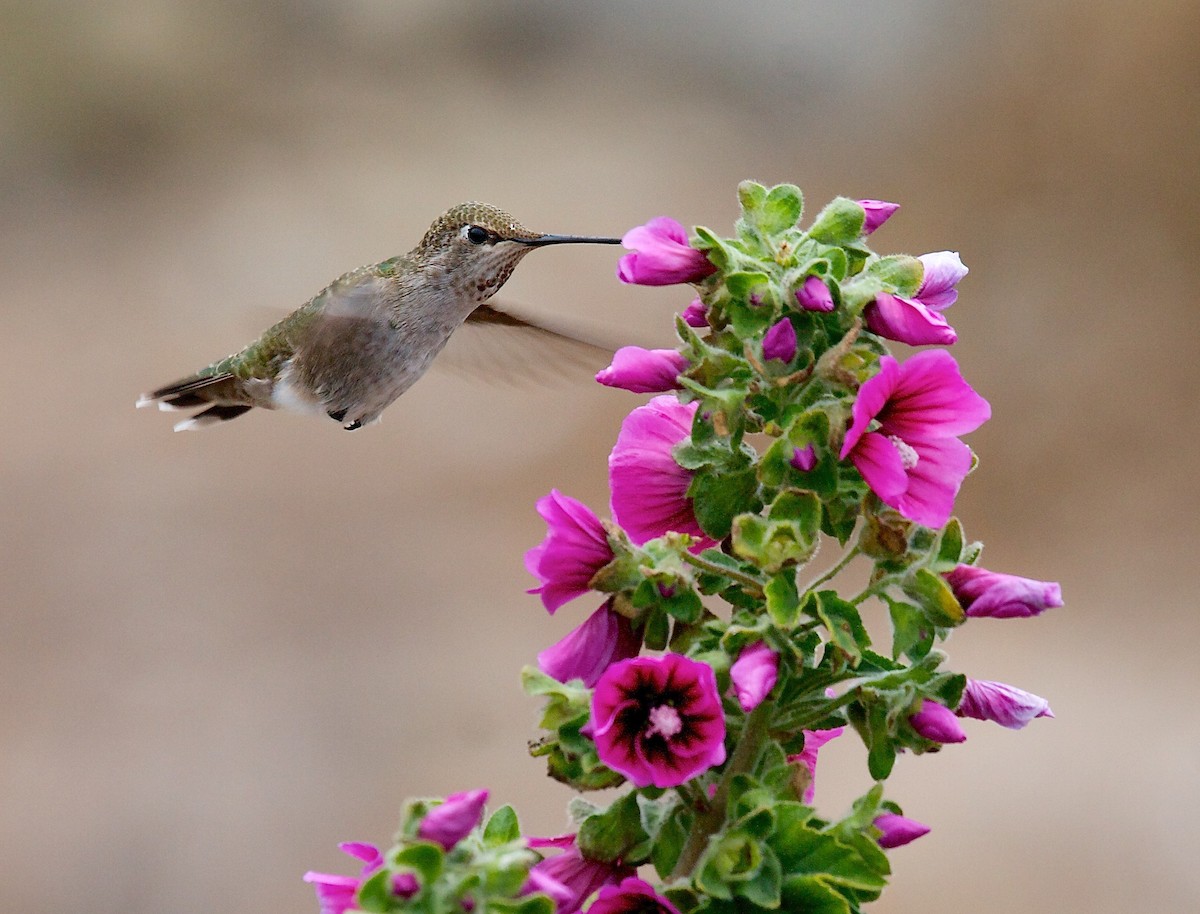 Anna's Hummingbird - ML45702181
