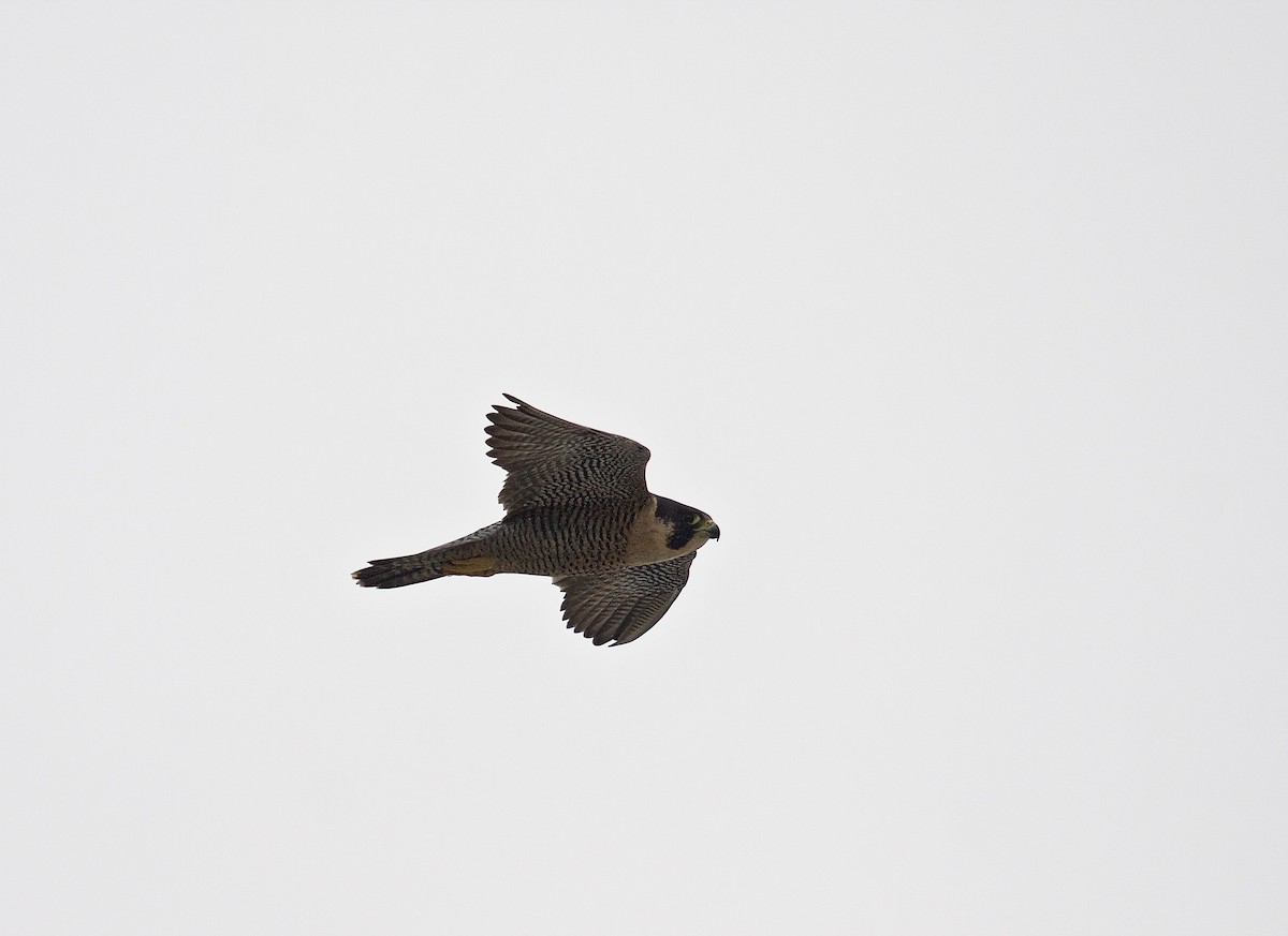 Peregrine Falcon (North American) - ML45702261