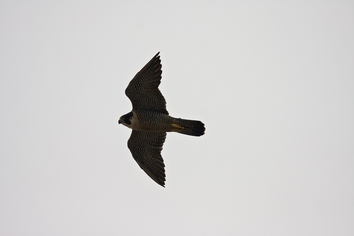 Peregrine Falcon (North American) - ML45702281